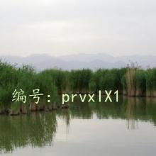 λ